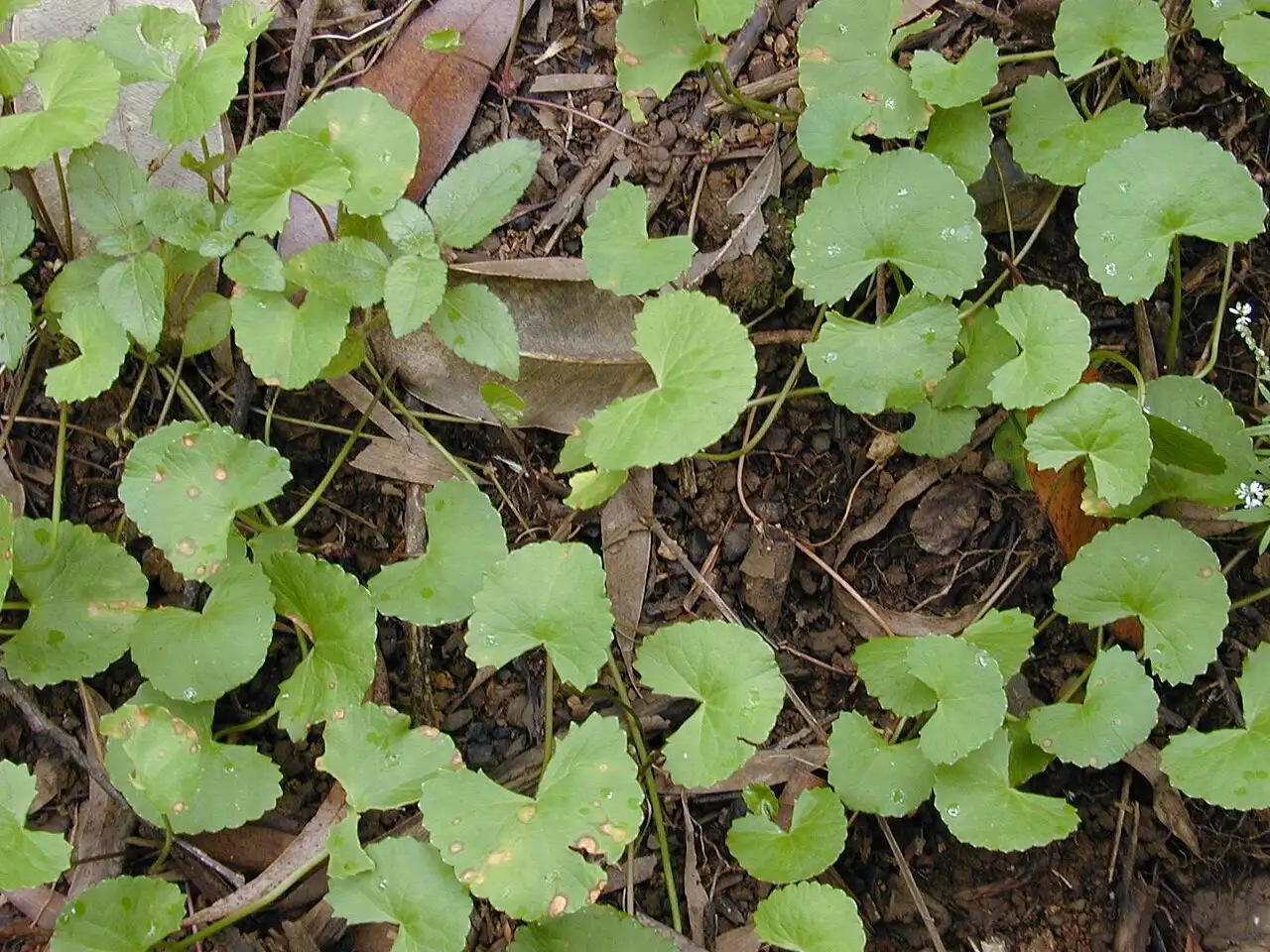 Rau má Centella asiatica mọc bò thành cụm trong môi trường tự nhiên